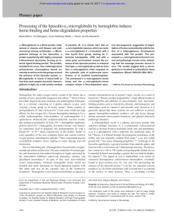 Processing of the lipocalin &alpha;1-microglobulin by hemoglobin induces