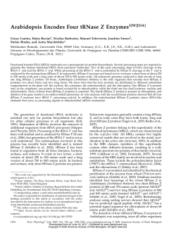 Arabidopsis Encodes Four tRNase Z Enzymes1