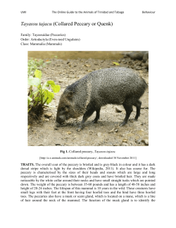Collared Peccary or Quenk