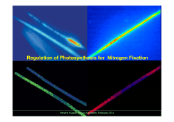 Regulation of Photosynthesis for Nitrogen Fixation