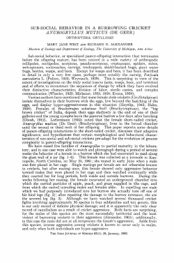 Sub-Social Behavior in a Burrowing Cricket Anurogryllus Muticus