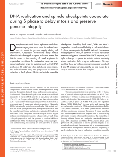 DNA replication and spindle checkpoints cooperate during S phase