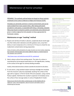 Marine amoebae - Culture Collection of Algae and Protozoa