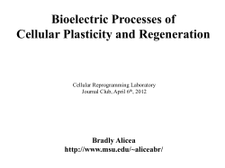 Bioelectric Processes of Pluripotency and Regeneration