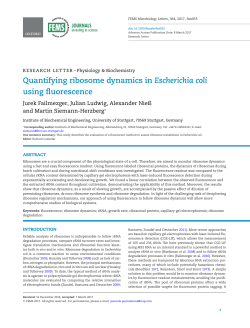 Quantifying ribosome dynamics in Escherichia coli using fluorescence