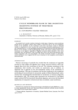 CYCLIC MEMBRANE FLOW IN THE INGESTIVE