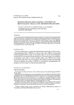 microtubule-organizing centres in binucleate cells and