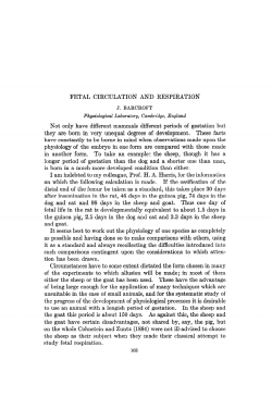 FETAL CIRCULATION AND RESPIRATION Not only