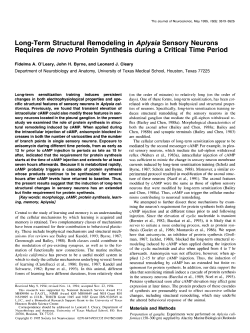Long-Term Structural Remodeling in Aplysia Sensory Neurons