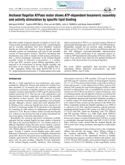 Archaeal flagellar ATPase motor shows ATP