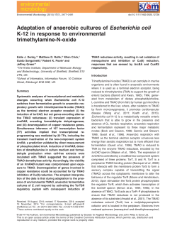 Adaptation of anaerobic cultures of Escherichia coli K‐12 in