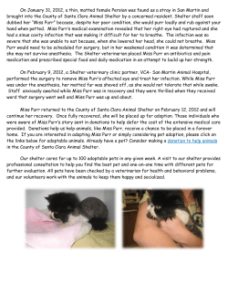 On January 31, 2012, a thin, matted female Persian was found as a