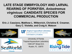 LATE STAGE EMBRYOLOGY AND LARVAL REARING OF