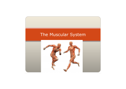The Muscular System