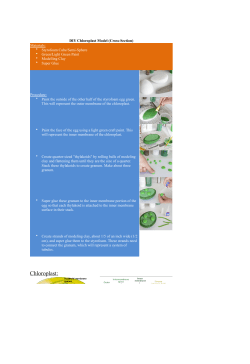 Chloroplast - Elaine Galvin