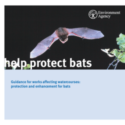 help protect bats - Wiltshire Council