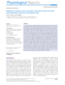 Impacts of active urea secretion into pars recta on urine