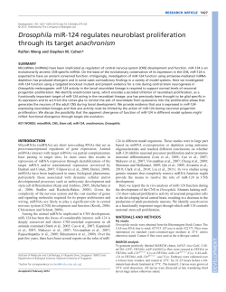 Drosophila miR-124 regulates neuroblast