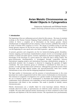 Avian Meiotic Chromosomes as Model Objects in