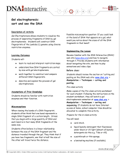 Gel electrophoresis: sort and see the DNA