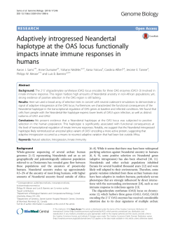 Adaptively introgressed Neandertal haplotype at the OAS locus
