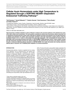 Cellular Auxin Homeostasis under High