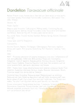Dandelion Taraxacum officinale