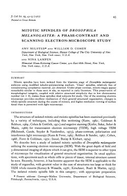 mitotic spindles of drosophila melanogaster: a phase