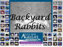 RABBIT PRODUCTION Partial credit Dr. L. T. Egbeyale, VJMannino