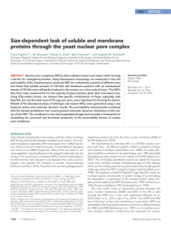 Size-dependent leak of soluble and membrane proteins through the