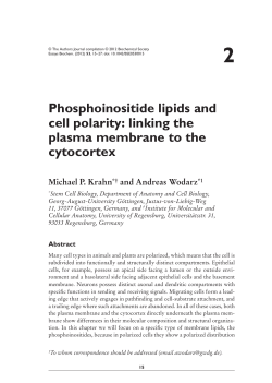 2 Phosphoinositide lipids and cell polarity: linking the plasma