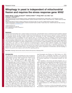 Mitophagy in yeast is independent of mitochondrial fission and