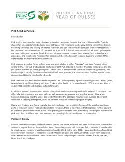 Pink Seed in Pulses - Saskatchewan Pulse Growers