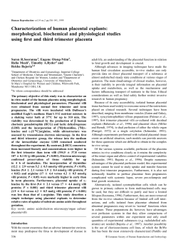 Characterization of human placental explants
