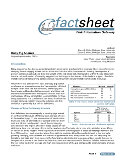 Baby Pig Anemia