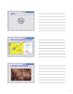 Starch Leucoplasts (amyloplasts)