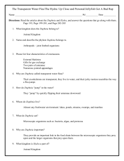 The Transparent Water Flea/The Hydra: Up Close