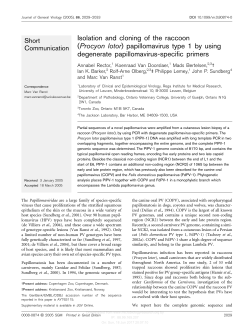 (Procyon lotor) papillomavirus type 1 by using degenerate