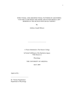 1 structural and architectural patterns of ascending vasa recta