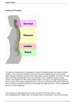 Spinal Column - MunchiChoksey.co.uk