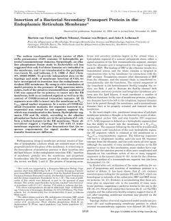 Insertion of a Bacterial Secondary Transport Protein in the