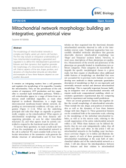 Mitochondrial network morphology: building an integrative