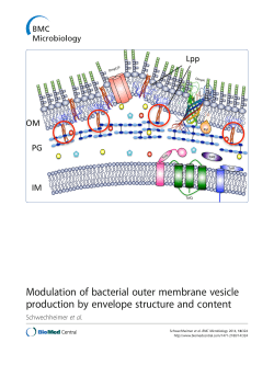 Modulation of bacterial outer membrane vesicle production by