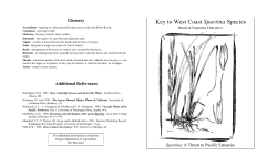 Key to West Coast Spartina Species