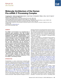 Molecular Architecture of the Human Pre