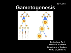 Gametogenesis