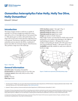 Osmanthus heterophyllus False Holly, Holly Tea Olive, Holly