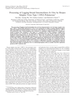 Processing of Lagging-Strand Intermediates In Vitro