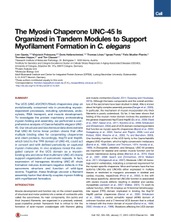 The Myosin Chaperone UNC-45 Is Organized in Tandem Modules