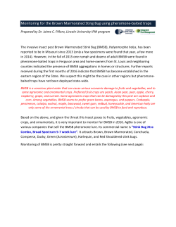 Monitoring for the Brown Marmorated Sting Bug using pheromone